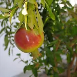 Apollonia شقة فندقية 2*