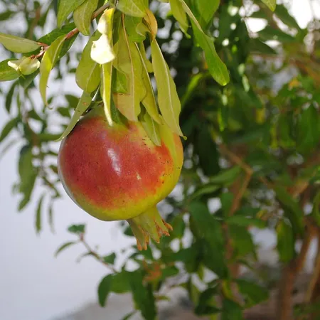 Apollonia Lejlighedshotel 2*