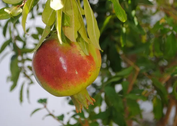 Apollonia شقة فندقية 2*